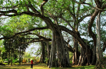 德宏瑞丽独树成林