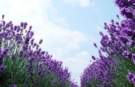 北京东方普罗旺斯薰衣草庄园