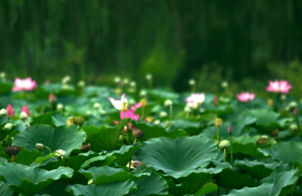 淄博萌山湖荷花生态园