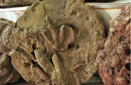 阿勒泰准噶尔奇石馆