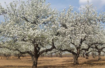潍坊山阳百年梨园