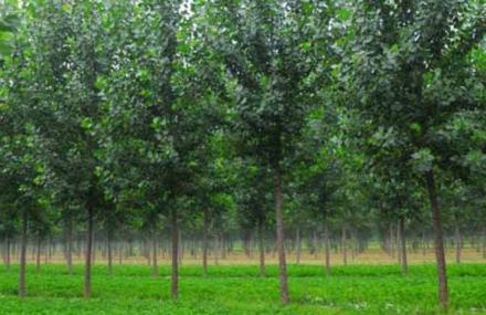 聊城平原森林生态区