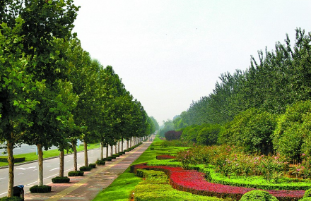 喀什法桐生态公园