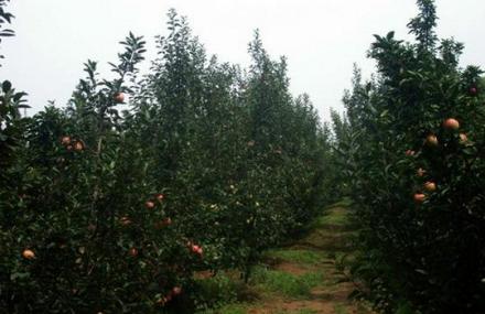 衡水邓庄农业科技示范园