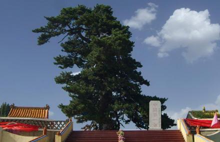 鄂尔多斯油松王