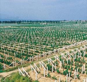 张家口容辰庄园