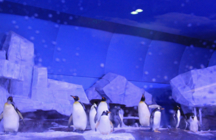 青岛海昌极地海洋世界
