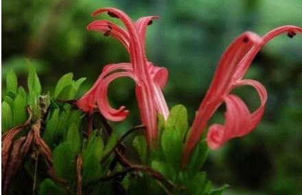 亳州药用植物园