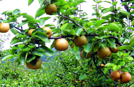 福州绿丰农业生态园