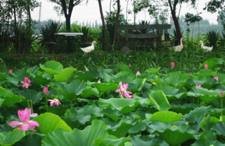 东营河口孤岛植物园
