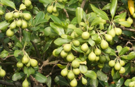 宿迁虞姬生态园