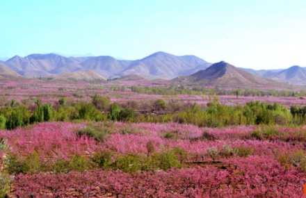 济宁圣地桃园王家庄景区