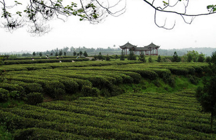 日照御海湾生态观光茶园