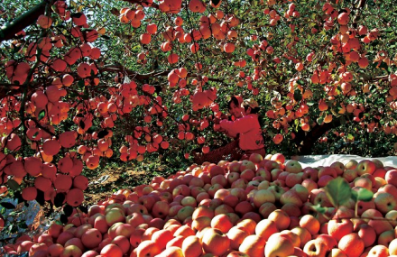 淄博中华大果园