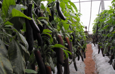 沧州司马庄蔬菜观光园