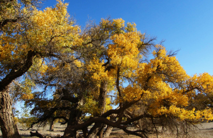昌吉都市胡杨林