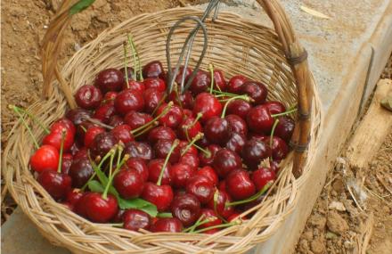 北京溪翁庄镇樱桃采摘园