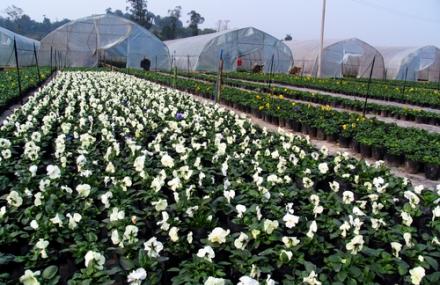 重庆皇田现代农业观光园